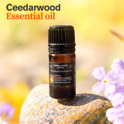 "Cedarwood essential oil bottle with Himalayan cedar cones and branches" "Pure cedarwood oil for aromatherapy and skincare" "Steam-distilled cedarwood essential oil from Himalayan forests" "Natural cedarwood essential oil used in diffuser for relaxation"